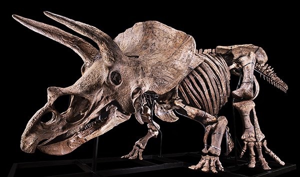 化石 D-3 岩石を丸ごと3Dデータに 新しい化石のデジタル研究手法、北大